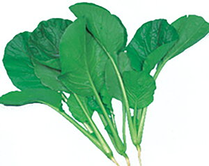  Vt 2dll  R}ci ܂ȁyێ   ^lzyʏ5{ 5̂̓|Cg10{ΏۊOi|Cg3{Œ菤iz