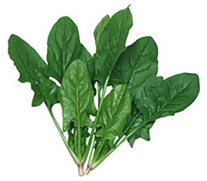 AWA 1Ll ق @@ zE\E ق񂻂 z yێ   ^lzyʏ5{ 5̂̓|Cg10{ΏۊOi|Cg3{Œ菤iz