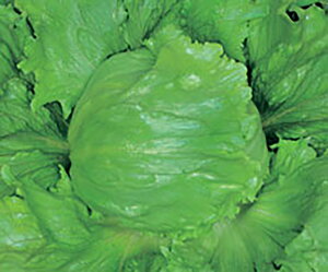 Xebv R[g5000 ^Xyێ   ^lzyʏ5{ 5̂̓|Cg10{ΏۊOi|Cg3{Œ菤iz