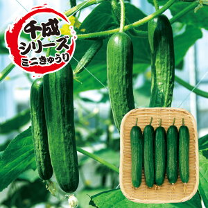 y|Cg5{ 5̂10{zJJ琬i~jӉZj 500 ӉZ LE イ F1 ̎ y̎   ^l z