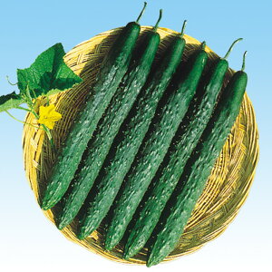 Rlt2 350 ӉZ LE イ F1 ̎ y̎   ^l zyʏ5{ 5̂̓|Cg10{z