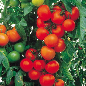 O 100 g}g Ƃ܂ ׉ F1 ̎ y̎   ^l zyʏ5{ 5̂̓|Cg10{z