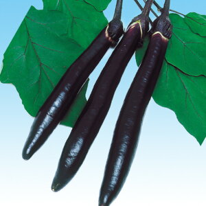 т蔎 2000 iX Ȃ ֎q F1 ̎ y̎   ^l zyʏ5{ 5̂̓|Cg10{z