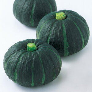 P500 500 ڂ F1 ̎ y̎   ^l zyʏ5{ 5̂̓|Cg10{z