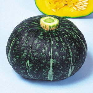 Ƃ݂ӂ 100 ڂ F1 ̎ y̎   ^l zyʏ5{ 5̂̓|Cg10{z