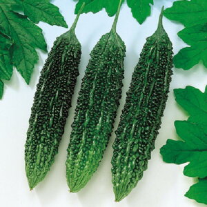 ߐS[280 500 Z S[ [ jKE ɂ F1 ̎ y̎   ^l zyʏ5{ 5̂̓|Cg10{z