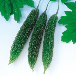 ߐS[300 500 Z S[ [ jKE ɂ F1 ̎ y̎   ^l zyʏ5{ 5̂̓|Cg10{z