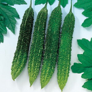 ߐS[320 500 Z S[ [ jKE ɂ F1 ̎ y̎   ^l zyʏ5{ 5̂̓|Cg10{z