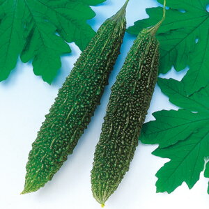 ꒷ꂢ 2dl Z S[ [ jKE ɂ ̎ y̎   ^l zyʏ5{ 5̂̓|Cg10{z