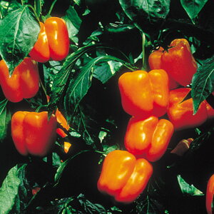 IWLO 500 s[} ҁ[܂ F1 ̎ y̎   ^l zyʏ5{ 5̂̓|Cg10{z