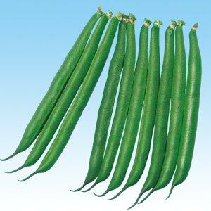 h[o[iȂj 1L B CQ} 񂰂܂ ̎ y̎   ^l zyʏ5{ 5̂̓|Cg10{z