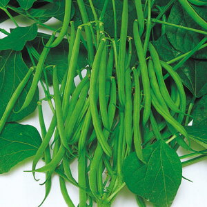 X[iȂj 1L B CQ} 񂰂܂ ̎ y̎   ^l zyʏ5{ 5̂̓|Cg10{z