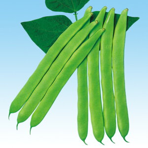 X[p[䰁i邠j 1L B CQ} 񂰂܂ ̎ y̎   ^l zyʏ5{ 5̂̓|Cg10{z