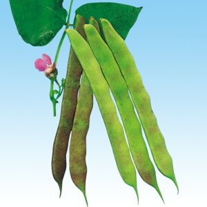 ނ炳i炸ji邠j 1L B CQ} 񂰂܂ ̎ y̎   ^l zyʏ5{ 5̂̓|Cg10{z