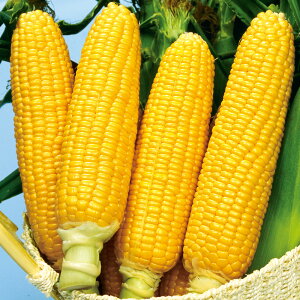 VK[s[N 2000 Ƃ낱 gERV 冋o F1 ̎ y̎   ^l zyʏ5{ 5̂̓|Cg10{z