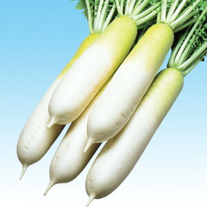 ~叫G[X 5痱iR[g3Lj 卪 _CR  F1 ̎ y̎   ^l zyʏ5{ 5̂̓|Cg10{z