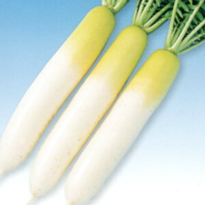 YRH 5痱iR[g3Lj 卪 _CR  F1 ̎ y̎   ^l zyʏ5{ 5̂̓|Cg10{z