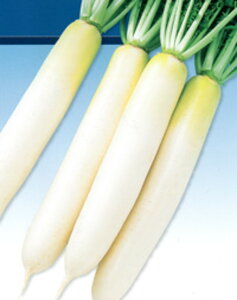 Ӓ݂ǂ 2dl 卪 _CR  F1 ̎ y̎   ^l zyʏ5{ 5̂̓|Cg10{z