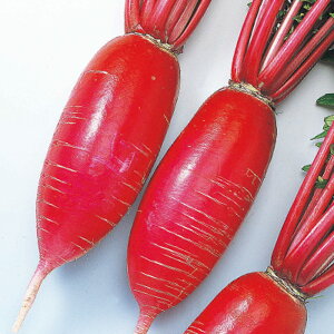 g܂ 8000 卪 _CR  F1 ̎ y̎   ^l zyʏ5{ 5̂̓|Cg10{z