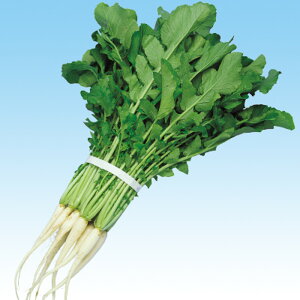 ͂isj 2dl 卪 _CR  F1 ̎ y̎   ^l zyʏ5{ 5̂̓|Cg10{z