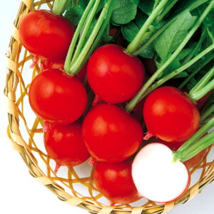 bh|sYi~pj 2dl 卪 _CR  F1 ̎ y̎   ^l zyʏ5{ 5̂̓|Cg10{z