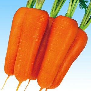 g 2dl jW ɂ񂶂 lQ F1 ̎ y̎   ^l zyʏ5{ 5̂̓|Cg10{z