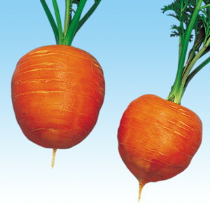 u[Lbg 2dl jW ɂ񂶂 lQ ̎ y̎   ^l zyʏ5{ 5̂̓|Cg10{z