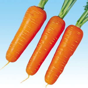 Vcܐ 1l jW ɂ񂶂 lQ ̎ y̎   ^l zyʏ5{ 5̂̓|Cg10{z