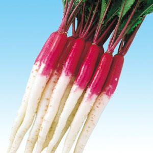 ׂɂނ炳 20ml  Ju  F1 ̎ y̎   ^l zyʏ5{ 5̂̓|Cg10{z