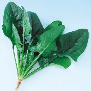 T}[gbvZu M3 ق @@ zE\E ق񂻂 F1 AbvV[hq ̎ y̎   ^l zyʏ5{ 5̂̓|Cg10{z