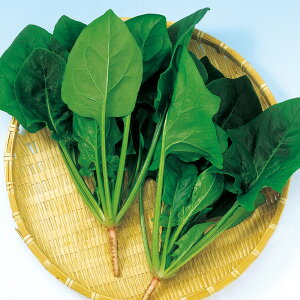 j[g M3 ق @@ zE\E ق񂻂 F1 AbvV[hq ̎ y̎   ^l zyʏ5{ 5̂̓|Cg10{z