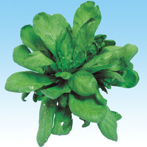 ӂ 1l te 񂬂 VMN ̎ y̎   ^l zyʏ5{ 5̂̓|Cg10{z