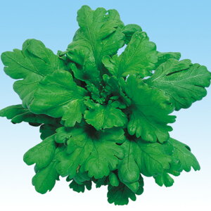 tte 1l te 񂬂 VMN ̎ y̎   ^l zyʏ5{ 5̂̓|Cg10{z