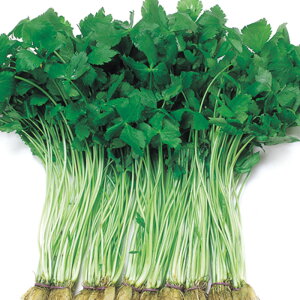 ݂΁i֐nj 1l ݂ ~co Ot ̎ y̎   ^l zyʏ5{ 5̂̓|Cg10{z