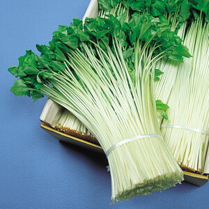 ݂֓΁iӒnj 20l ݂ ~co Ot ̎ y̎   ^l zyʏ5{ 5̂̓|Cg10{z