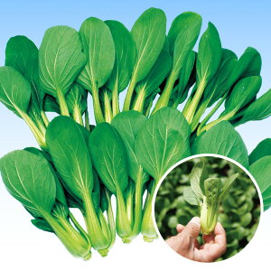 P 2dl [ `Q `QTC 񂰂񂳂 F1 ̎ y̎   ^l zyʏ5{ 5̂̓|Cg10{z