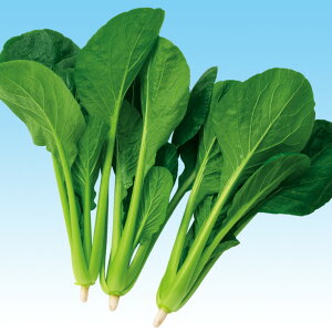 킩 2dl  R}ci ܂ F1 ̎ y̎   ^l zyʏ5{ 5̂̓|Cg10{z