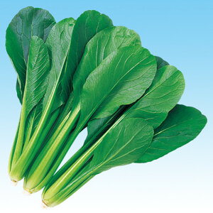 킩 2dl  R}ci ܂ F1 ̎ y̎   ^l zyʏ5{ 5̂̓|Cg10{z