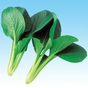 j[ 2dl  R}ci ܂ F1 ̎ y̎   ^l zyʏ5{ 5̂̓|Cg10{z