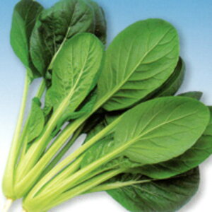 Ă킩 2dl  R}ci ܂ F1 ̎ y̎   ^l zyʏ5{ 5̂̓|Cg10{z