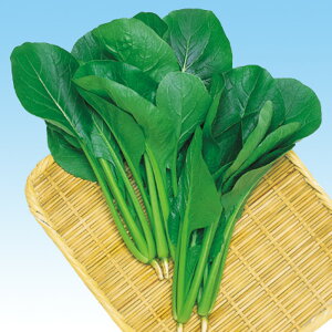 킩 2dl  R}ci ܂ F1 ̎ y̎   ^l zyʏ5{ 5̂̓|Cg10{z