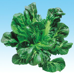 Or 2dl  ^Ji  ̎ y̎   ^l zyʏ5{ 5̂̓|Cg10{z