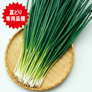 ubNLO 2dl K lM ˂ F1 ̎ y̎   ^l zyʏ5{ 5̂̓|Cg10{z
