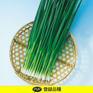 ݂ȂK 2dl K lM ˂ F1 ̎ y̎   ^l zyʏ5{ 5̂̓|Cg10{z