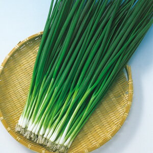 ЂK 2dl K lM ˂ F1 ̎ y̎   ^l zyʏ5{ 5̂̓|Cg10{z