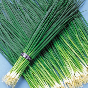  2dl K lM ˂ ̎ y̎   ^l zyʏ5{ 5̂̓|Cg10{z