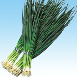  1l K lM ˂ ̎ y̎   ^l zyʏ5{ 5̂̓|Cg10{z