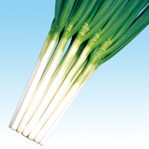 ӒĎR{K 20ml K lM ˂ F1 ̎ y̎   ^l zyʏ5{ 5̂̓|Cg10{z