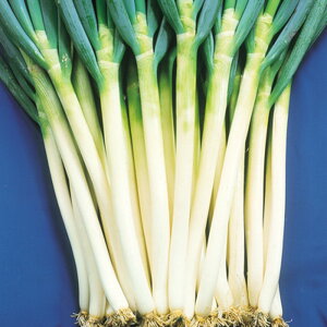 ~F{K 2dl K lM ˂ ̎ y̎   ^l zyʏ5{ 5̂̓|Cg10{z