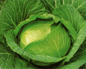 YRw 5痱iR[gLj Lxc F1 ̎ y̎   ^l zyʏ5{ 5̂̓|Cg10{z